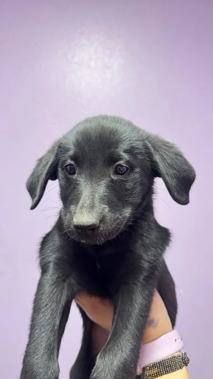 A baby small-sized female Black Mixed Breed dog named Pup for adoption in El Paso, TX