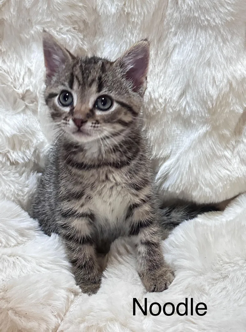 A baby medium-sized male Tabby (Brown / Chocolate) Domestic Short Hair cat named Noodle for adoption in South Elgin, IL