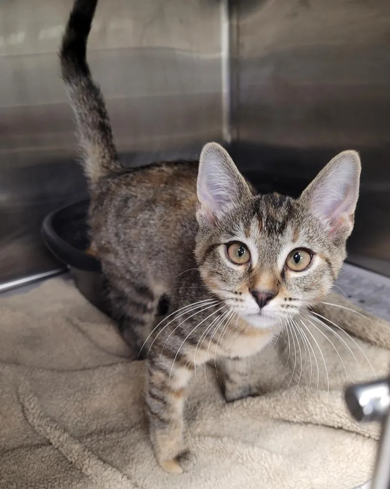 A baby small-sized female Domestic Short Hair cat named Meredith for adoption in Hopkinsville, KY