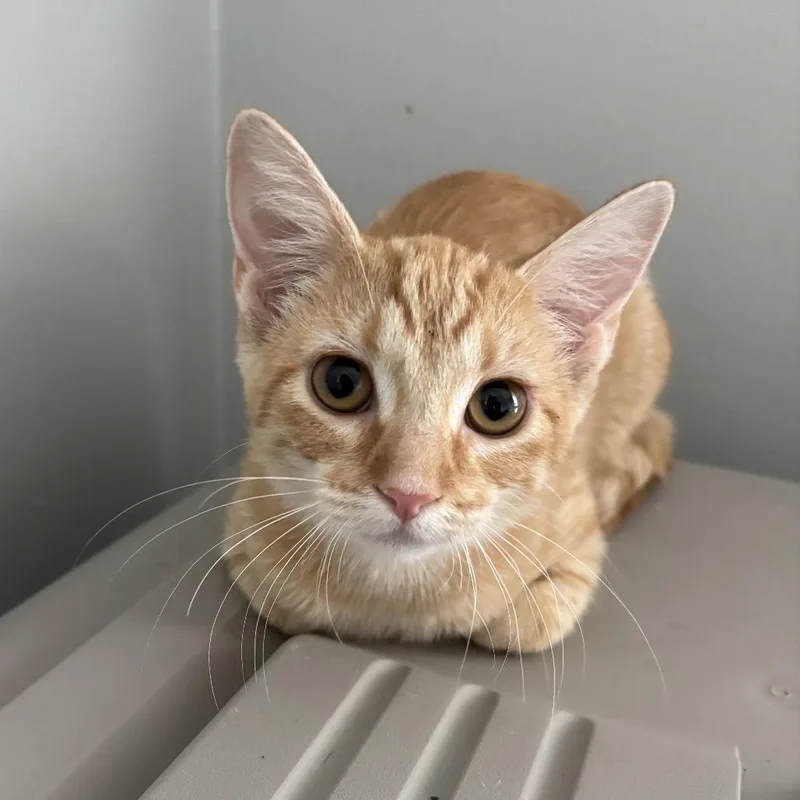 A baby medium-sized male Orange / Red Domestic Short Hair cat named Magic for adoption in Columbia, MO