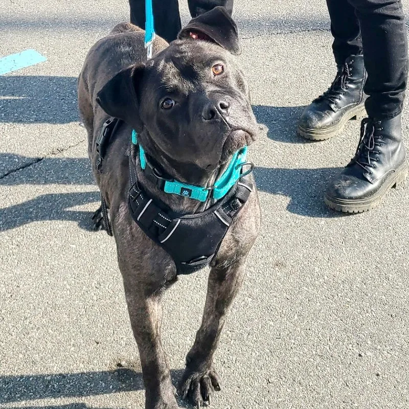 An adult medium-sized female Black American Staffordshire Terrier dog named Lemon for adoption in Northville, MI