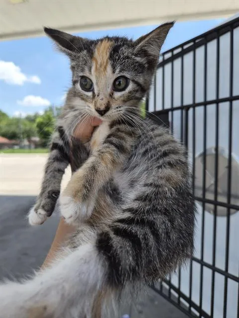 A baby medium-sized female Domestic Short Hair cat named Harper for adoption in Houston, TX