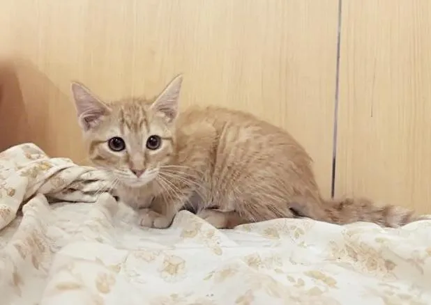 A baby small-sized male Domestic Short Hair cat named Flame for adoption in Saint Louis, MO