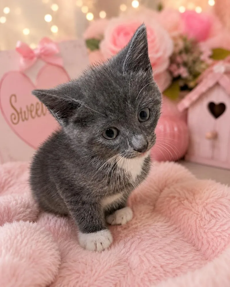 A baby medium-sized female Domestic Short Hair cat named Linguine for adoption in Fayetteville, TN