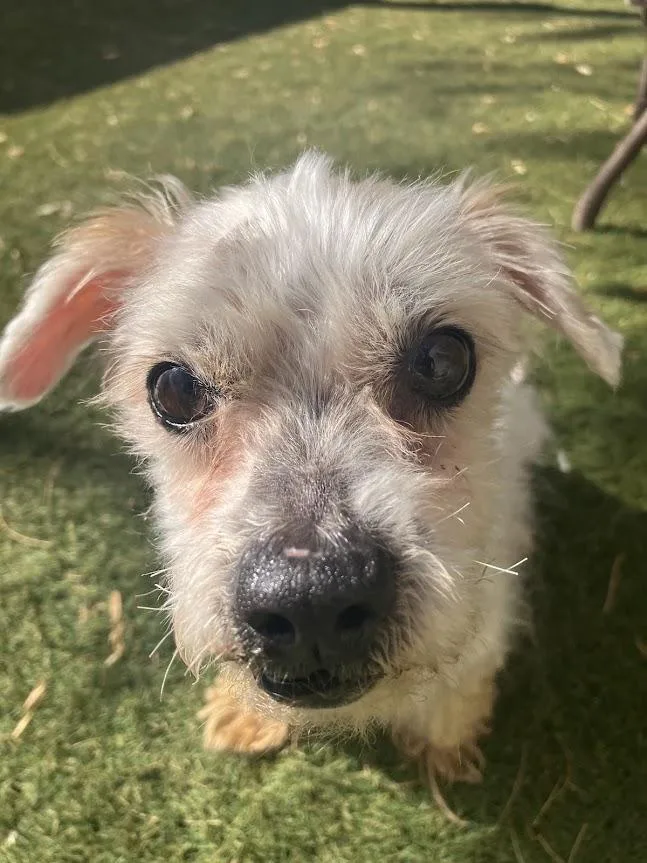 A senior small-sized male Poodle dog named Conrad for adoption in Scottsdale, AZ