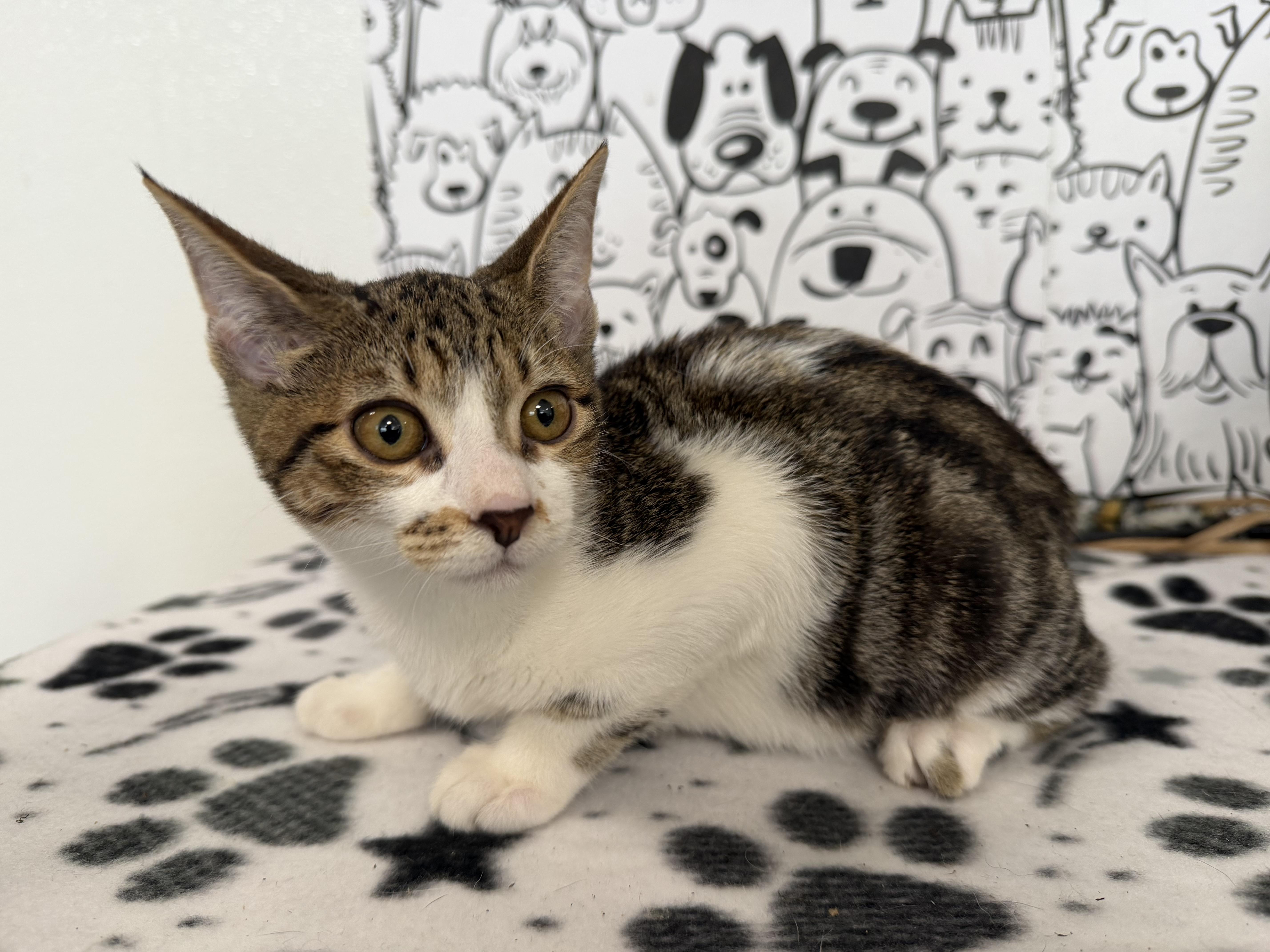 A baby small-sized female Domestic Short Hair cat named Snooze for adoption in San Pedro, CA