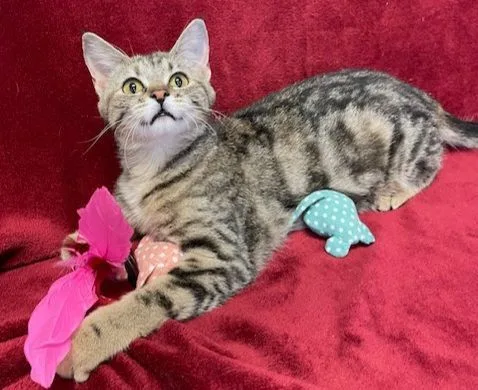 An adult medium-sized female Tabby (Gray / Blue / Silver) Domestic Short Hair cat named Amari for adoption in Aurora, NE