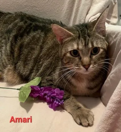 Amari thumbnail 2