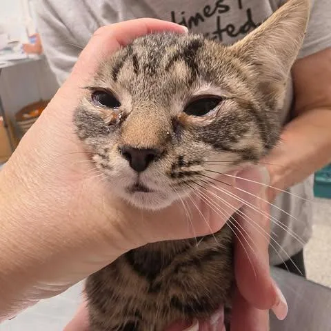 A baby small-sized female Brown / Chocolate Domestic Short Hair cat named Ahead of the Curve for adoption in Fredericksburg, VA