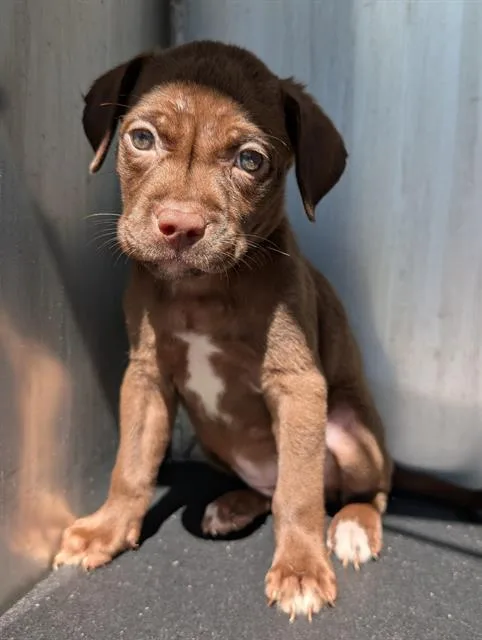 A baby small-sized female Labrador Retriever dog named Holiday for adoption in San Antonio, TX