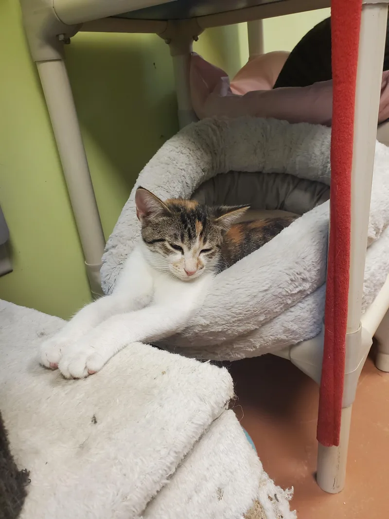 A baby medium-sized female Calico American Shorthair cat named Sydney for adoption in Tunica, MS
