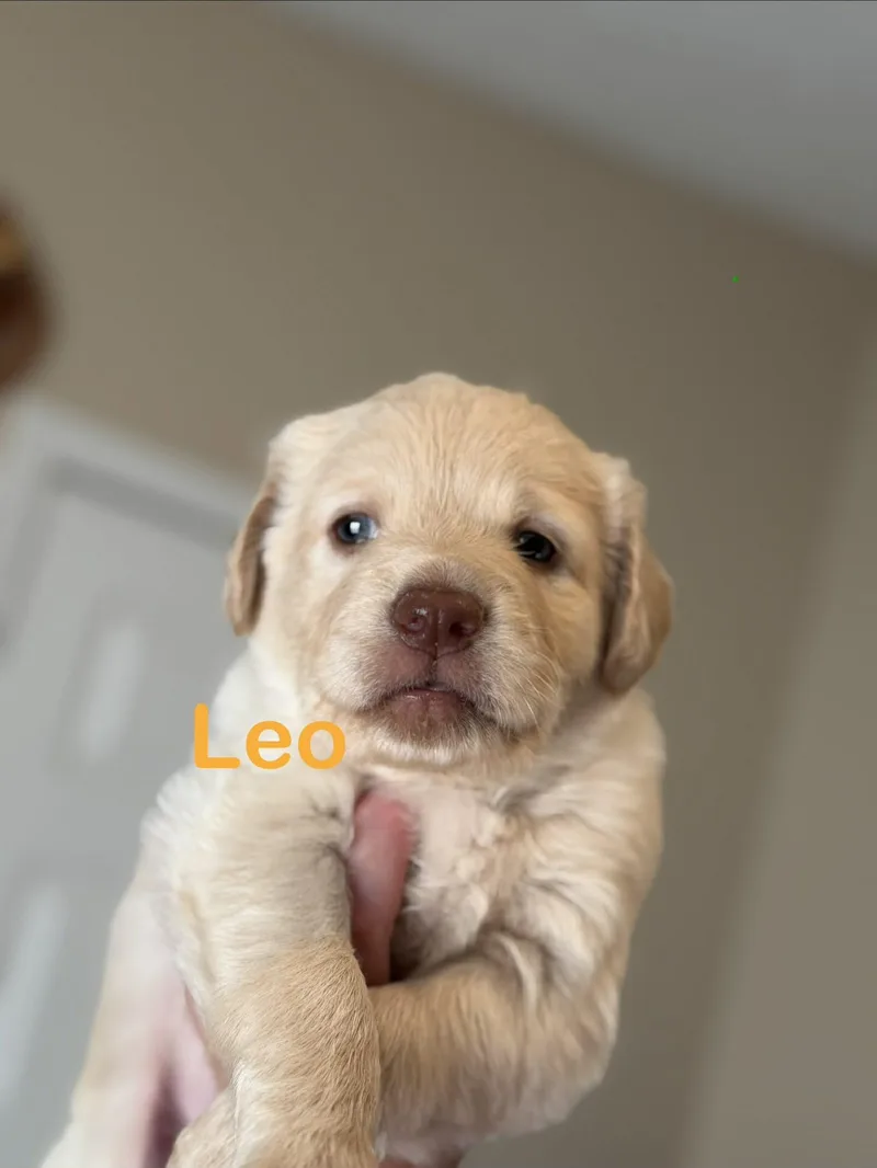A baby medium-sized male Scottish Deerhound dog named Leo for adoption in St. Clair Shores, MI