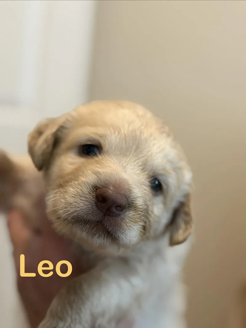 Leo thumbnail 2