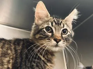A baby small-sized male Domestic Short Hair cat named Eddie for adoption in Palo Alto, CA