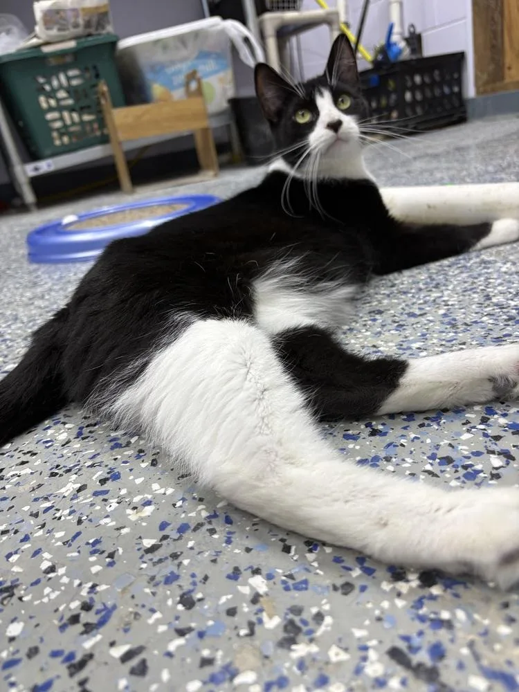 An adult small-sized male Black & White / Tuxedo Domestic Short Hair cat named Gus Gus fna Triomphe for adoption in Mishawaka, IN