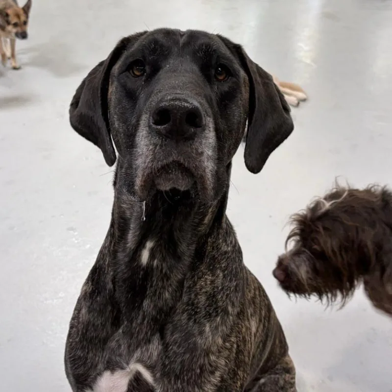 A senior extra large-sized female Brindle Mixed Breed dog named Penny Lane for adoption in Salt Lake City, UT
