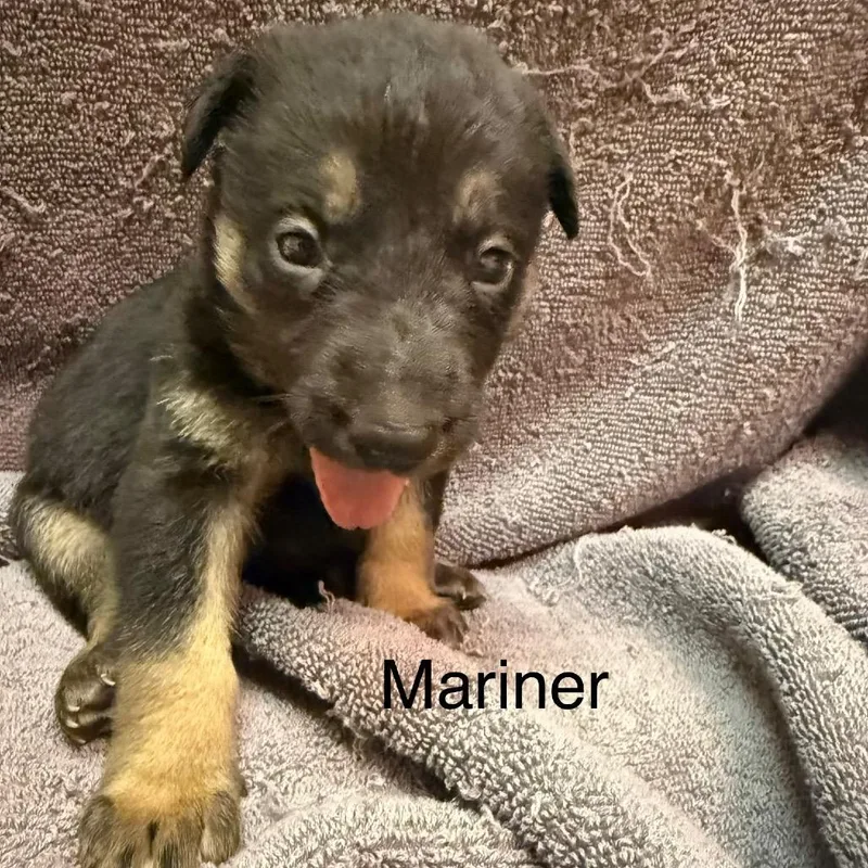 A baby small-sized female Black German Shepherd Dog dog named Mariner for adoption in Austin, TX