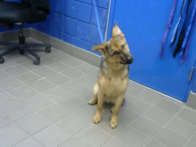 A young medium-sized male German Shepherd Dog dog named Nardo for adoption in Albuquerque, NM