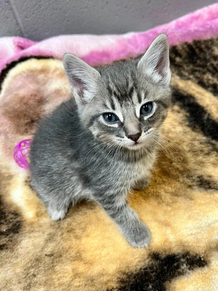 A baby small-sized male Domestic Short Hair cat named Fella for adoption in Clinton, SC