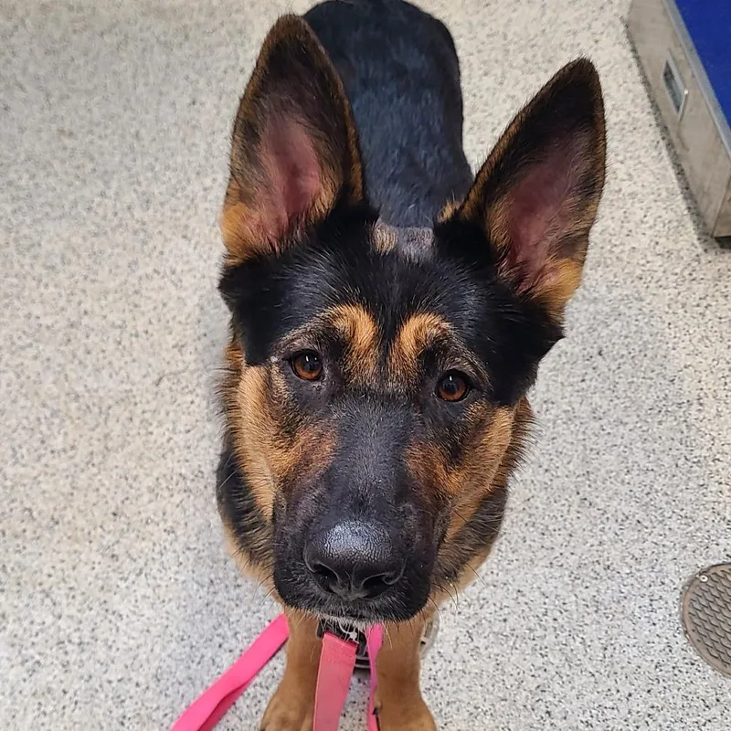 An adult large-sized female Black German Shepherd Dog dog named Valkyrie for adoption in Oak Park, IL