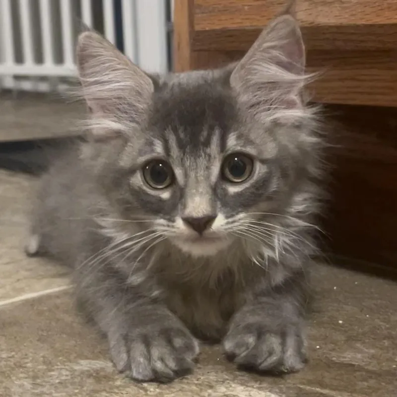 A baby small-sized male Gray / Blue / Silver Domestic Medium Hair cat named Puggle for adoption in Las Vegas, NV