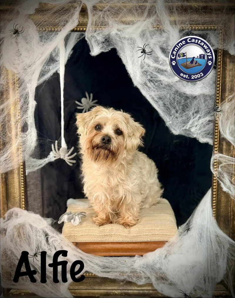 An adult small-sized male Yorkshire Terrier dog named Alfie for adoption in Arcadia, FL