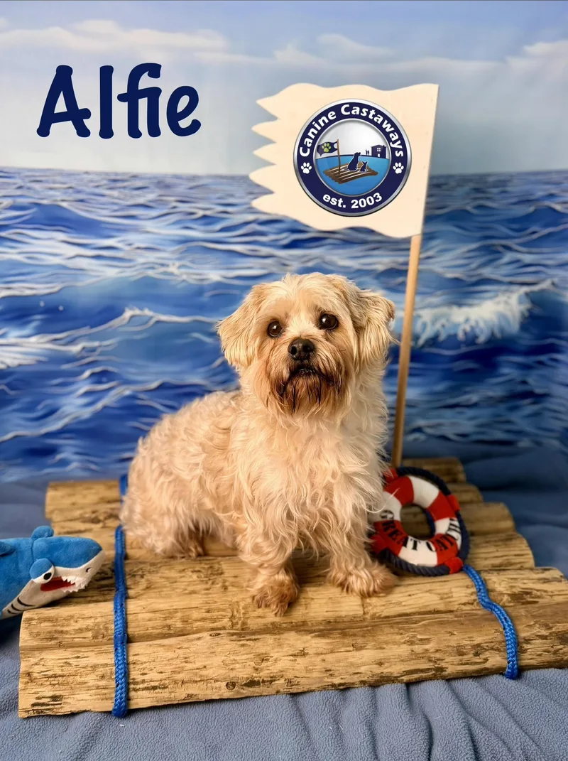 Alfie thumbnail 3