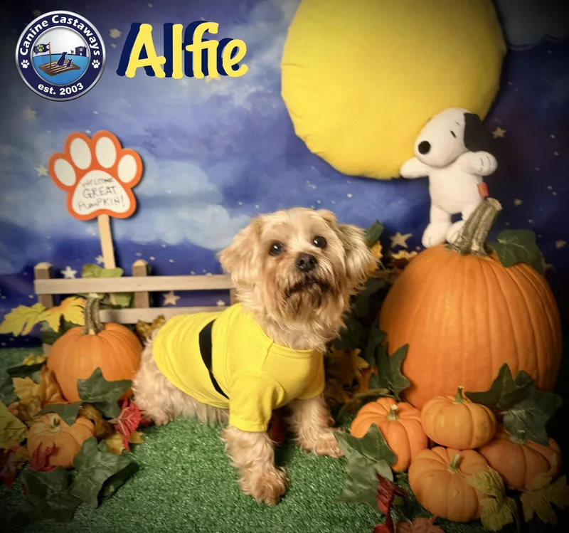 Alfie thumbnail 4