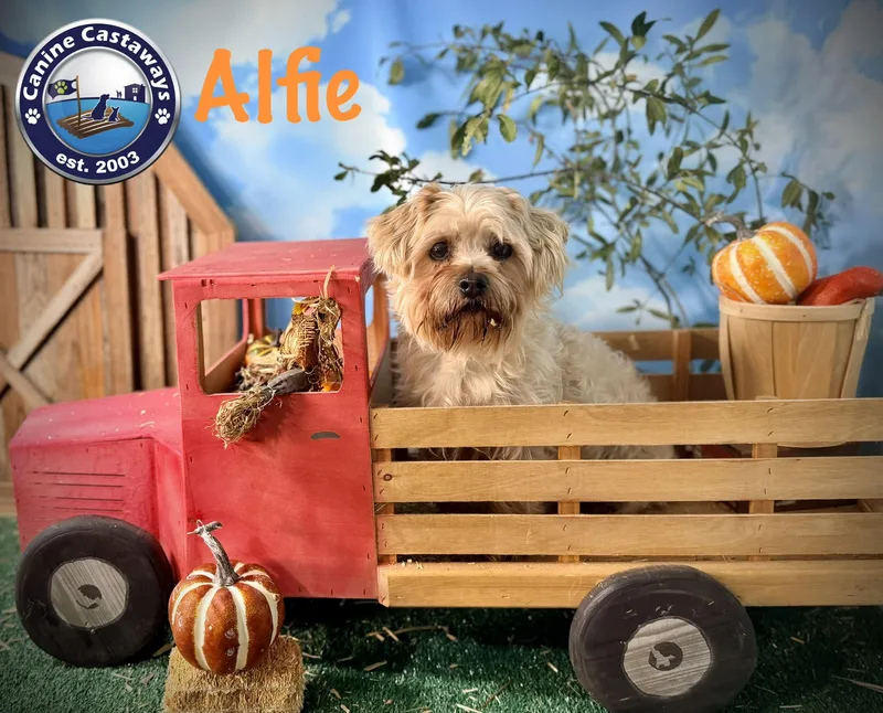 Alfie thumbnail 6