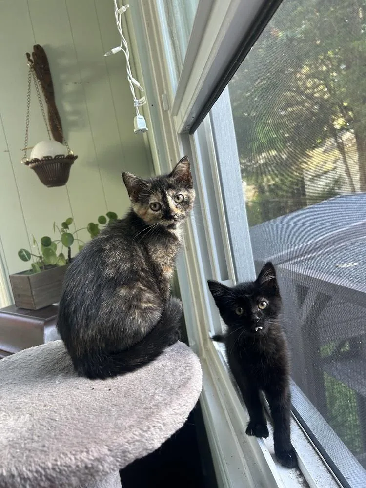 A baby small-sized female Tortoiseshell Domestic Short Hair cat named Koi for adoption in Ferndale, MI