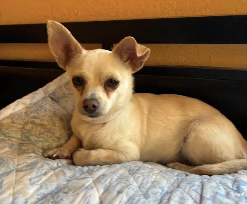 An adult small-sized female White / Cream Chihuahua dog named Chicka for adoption in Lancaster, CA