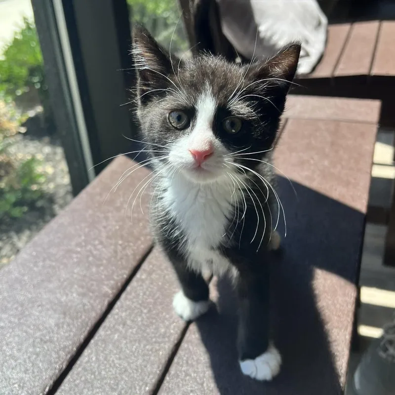 A baby small-sized male Black Domestic Short Hair cat named Sploot for adoption in Wilmington, DE