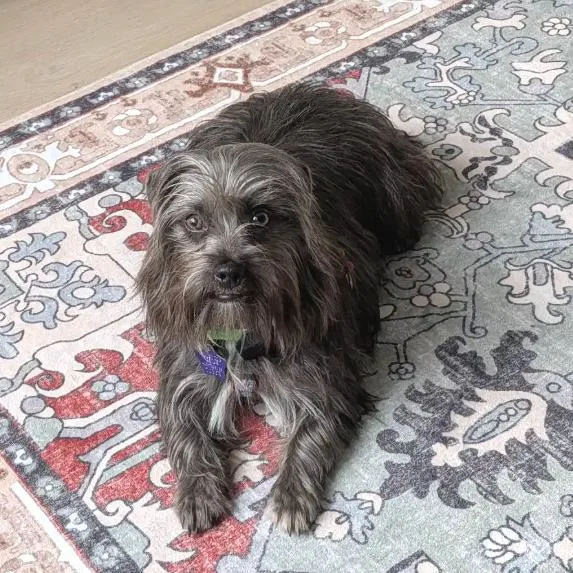 An adult small-sized male Gray / Blue / Silver Terrier dog named Robin for adoption in San Francisco, CA