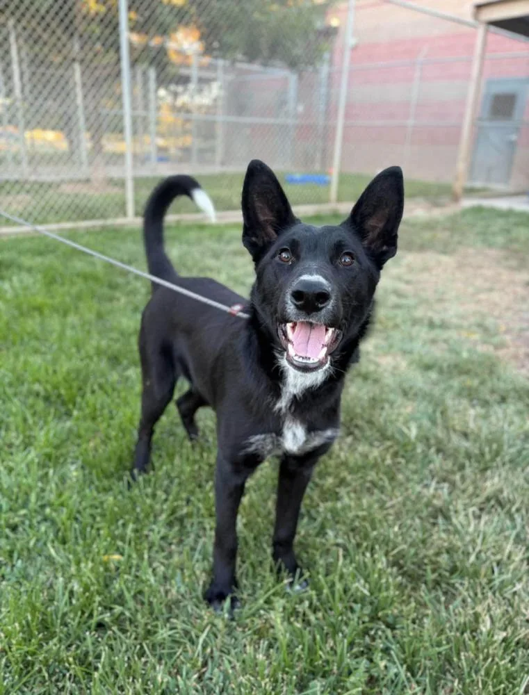 Sirius