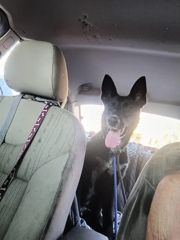 Sirius thumbnail 2