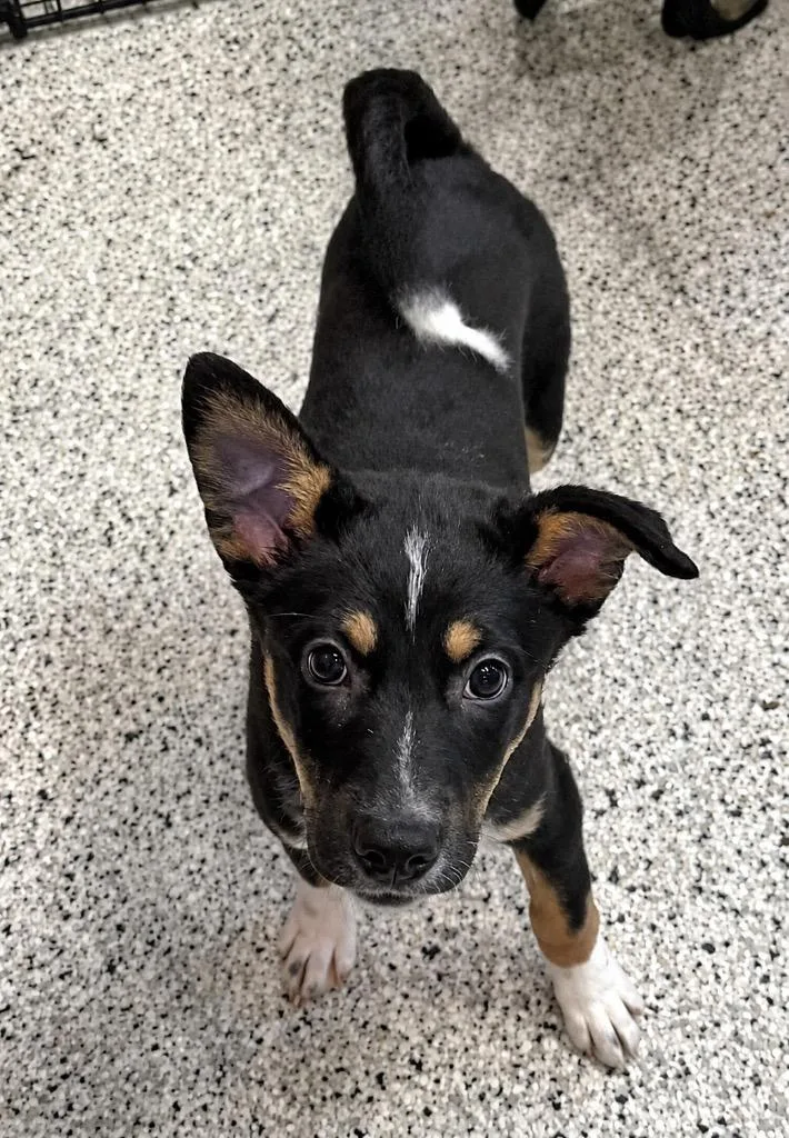 A baby medium-sized female Australian Cattle Dog / Blue Heeler dog named Luceo for adoption in Fort Lupton, CO