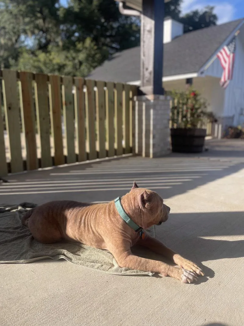 An adult medium-sized female Apricot / Beige American Staffordshire Terrier dog named Guera for adoption in Houston, TX