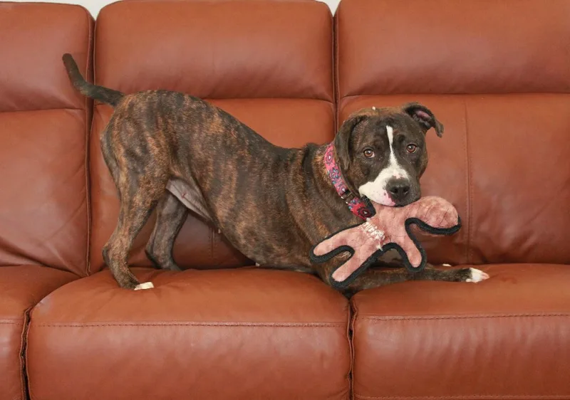 Clementine thumbnail 4