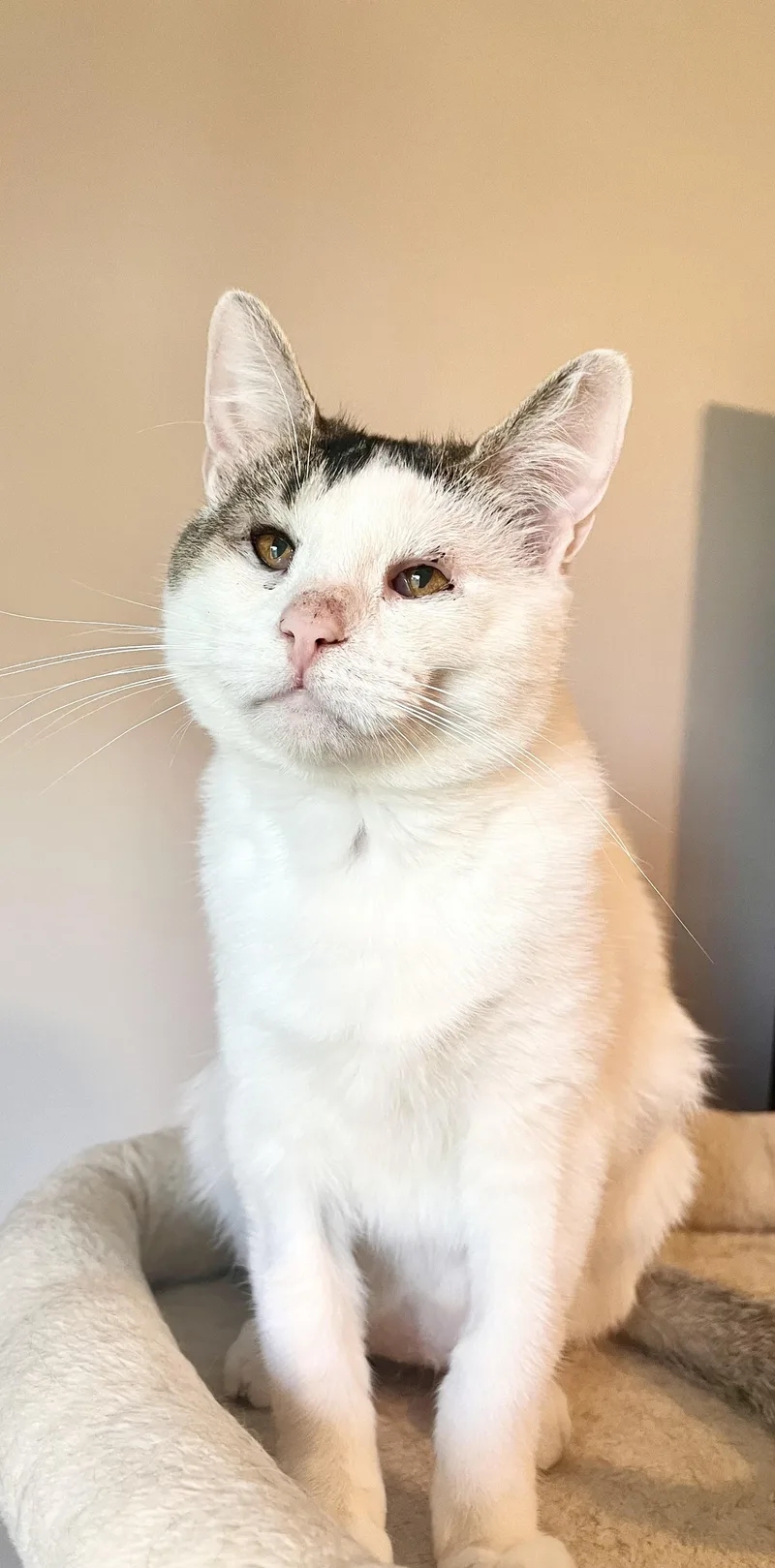 Mama Bunny thumbnail 2