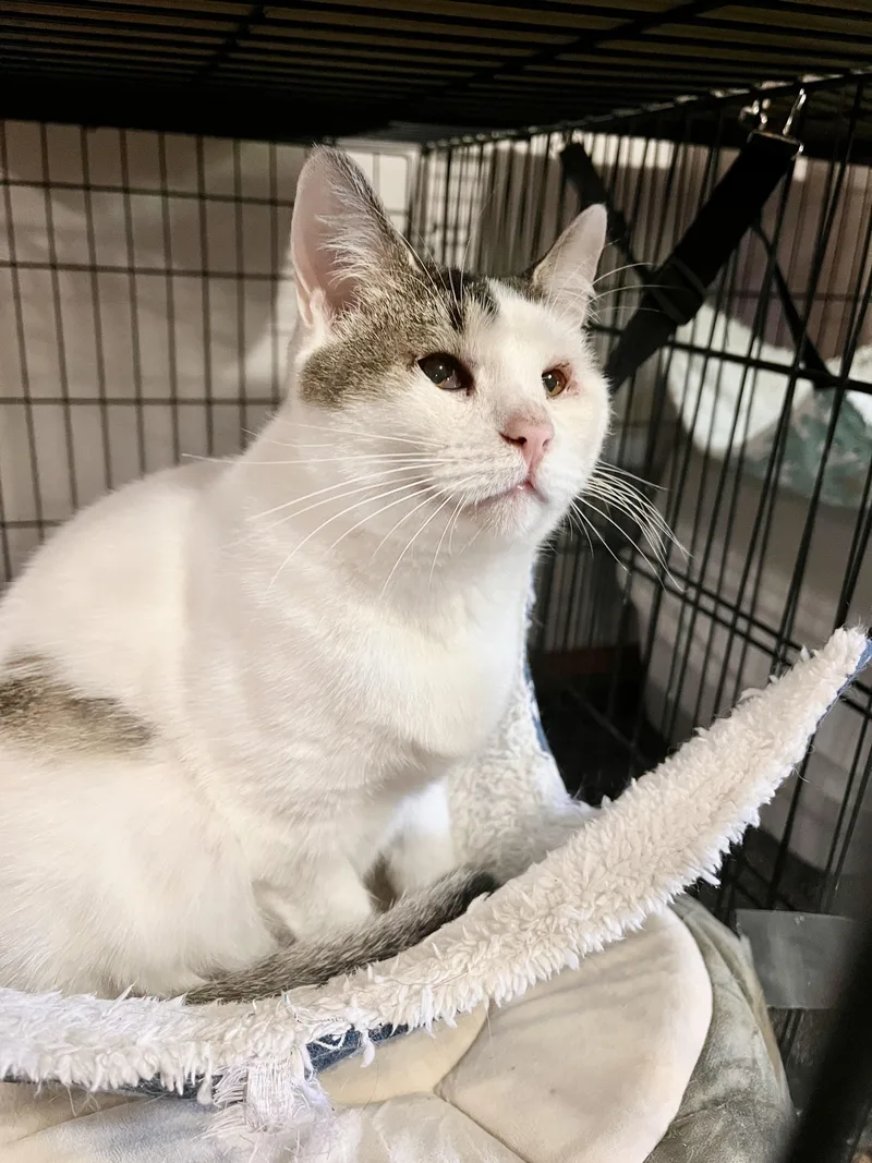 Mama Bunny thumbnail 3