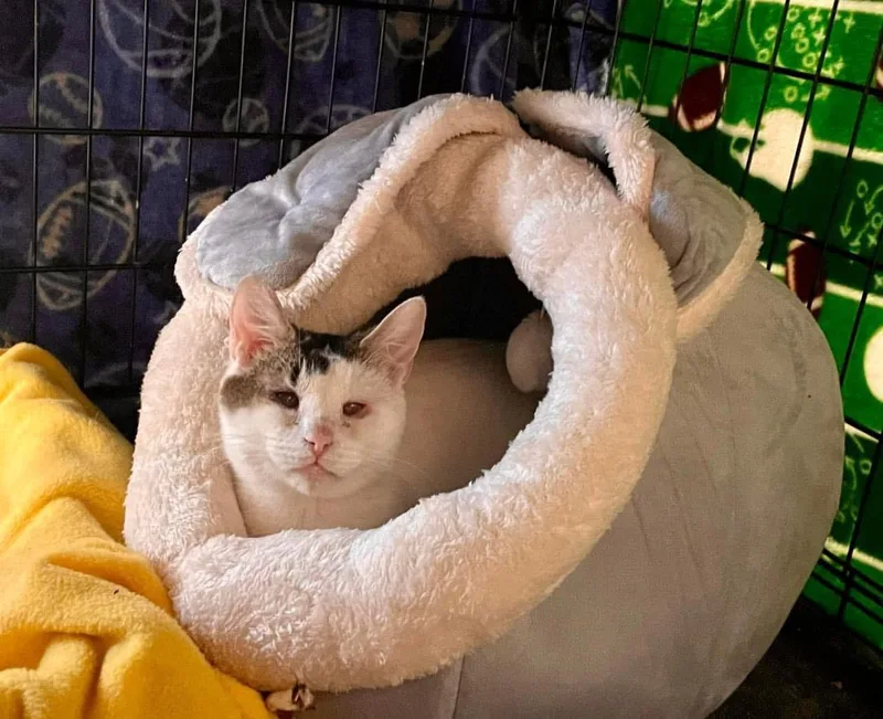 Mama Bunny thumbnail 4