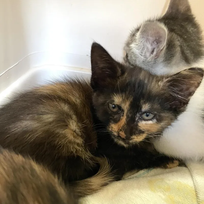 A baby small-sized female Black Domestic Short Hair cat named Employee of the Month for adoption in Carencro, LA