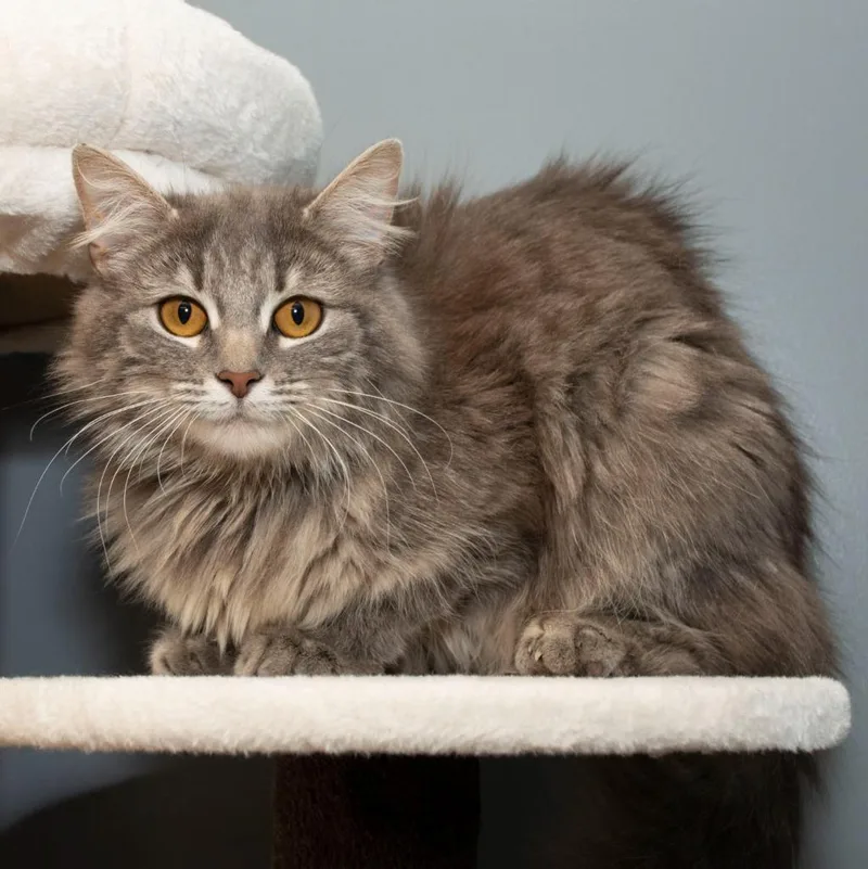 A young small-sized female Domestic Medium Hair cat named Mica for adoption in Troy, OH