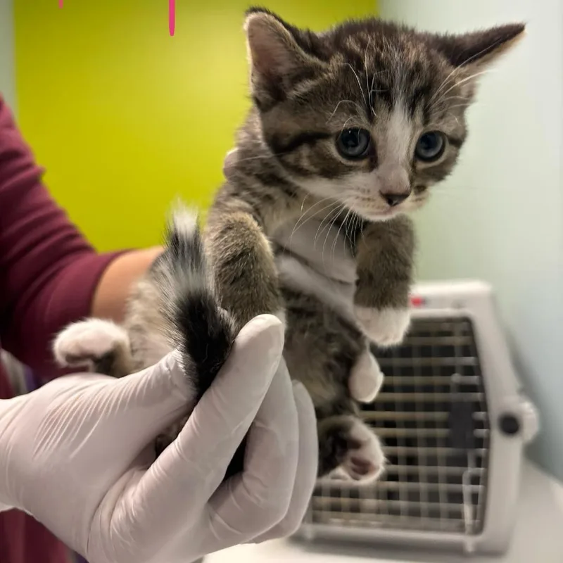 A baby small-sized female Brown / Chocolate Domestic Short Hair cat named Mila for adoption in Mooresville, NC