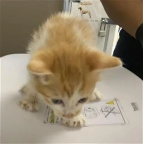A baby small-sized male Domestic Short Hair cat named Mickey for adoption in Visalia, CA