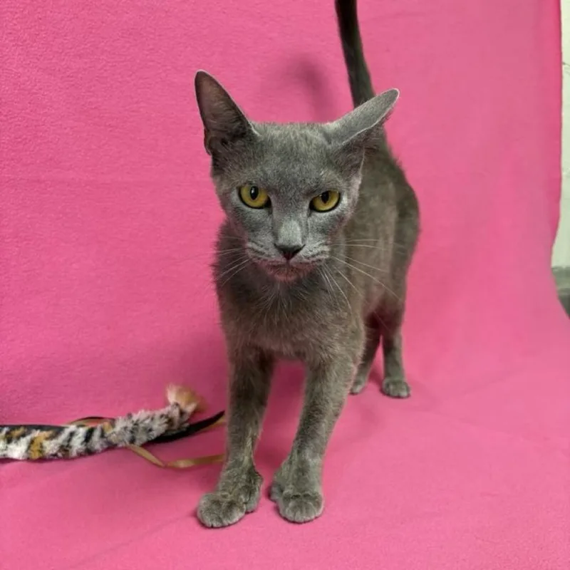 A young medium-sized female Gray / Blue / Silver Domestic Short Hair cat named Violet for adoption in Buffalo, MN