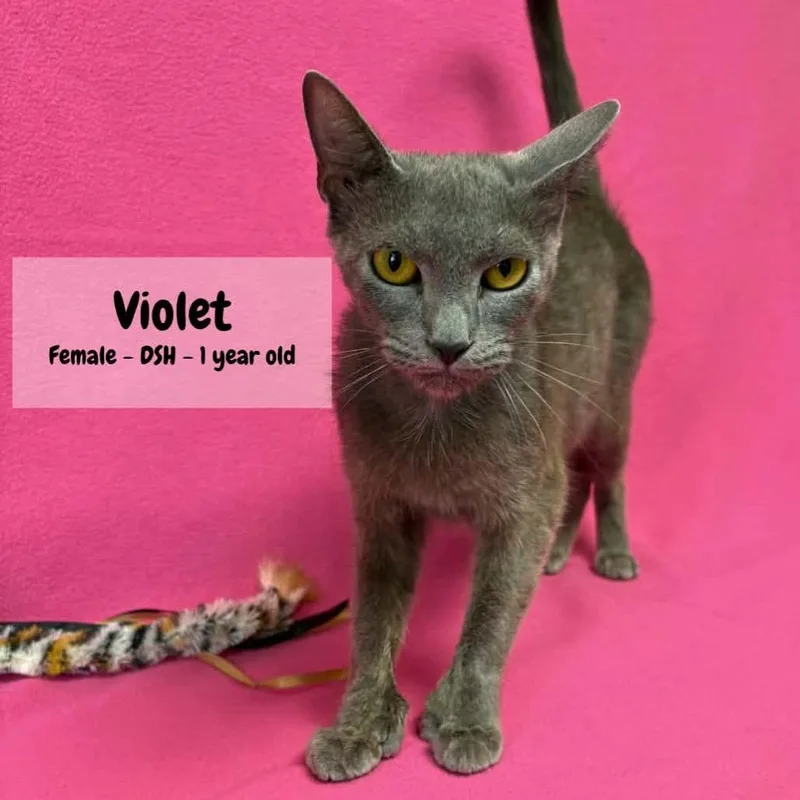 Violet thumbnail 2