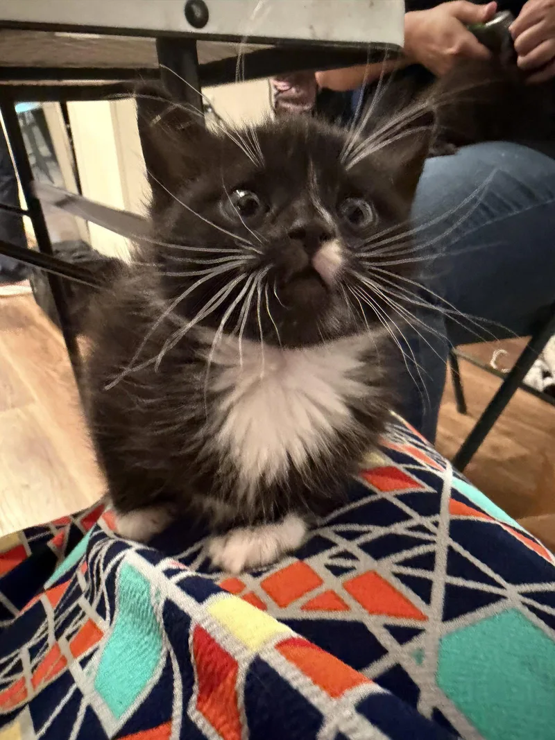 A young medium-sized female Domestic Short Hair cat named Catatonia for adoption in Camden, SC