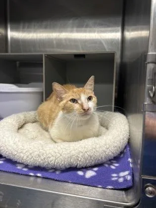 A young medium-sized female Domestic Short Hair cat named Dream Sickle for adoption in Picayune, MS