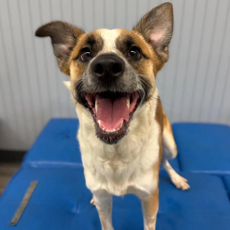 A young medium-sized male Tricolor (Brown, Black, & White) Cattle Dog dog named Kokoro for adoption in Naperville, IL